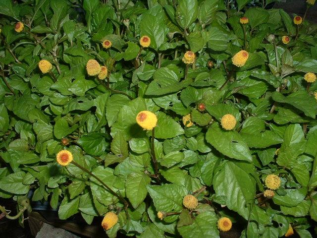 acmella(Toothache Plant) - Click Image to Close